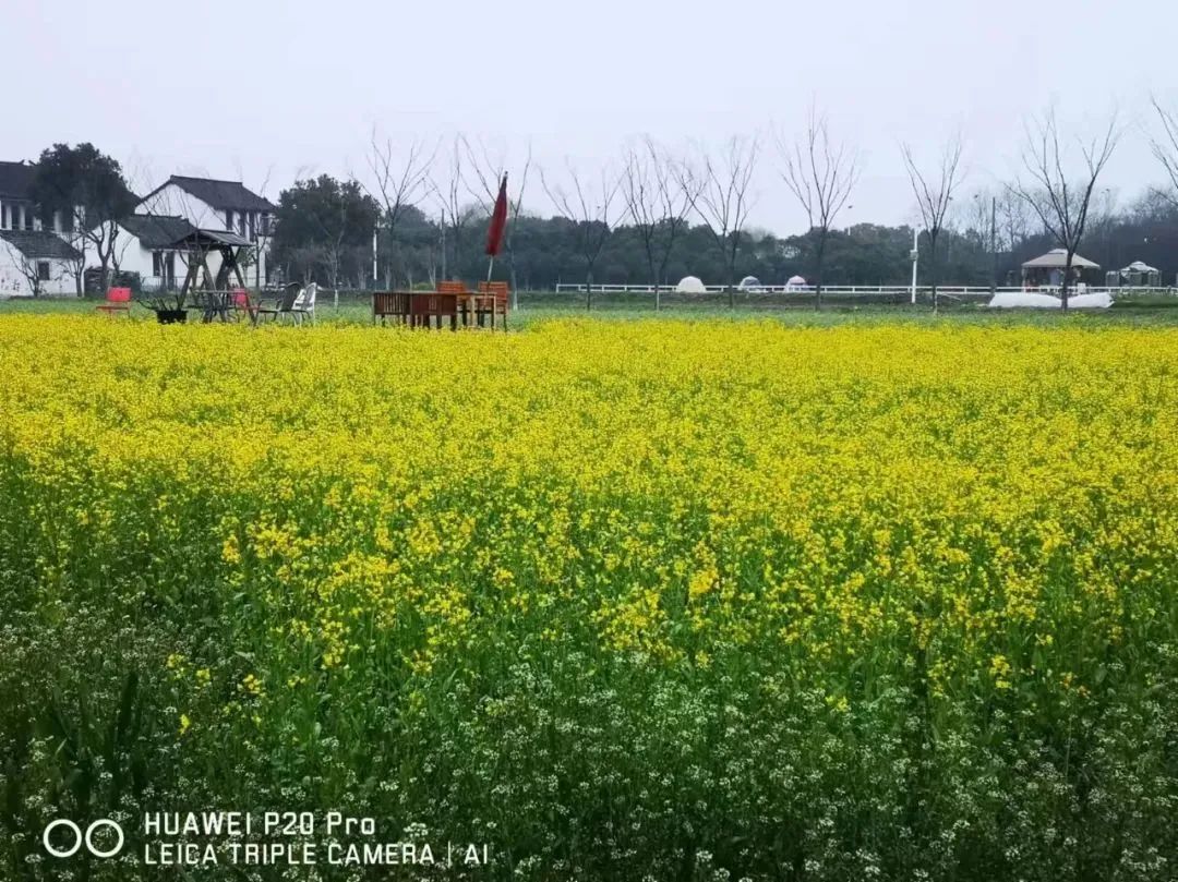 植樹節主題活動方案|楓動團建讓你和春天有個約會，革新村親子植樹節